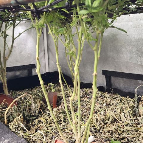 Purple Buddha #2 growlog timeline photo