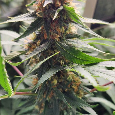 Purple Buddha #2 growlog timeline photo
