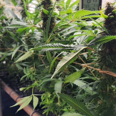 Purple Buddha #2 growlog timeline photo