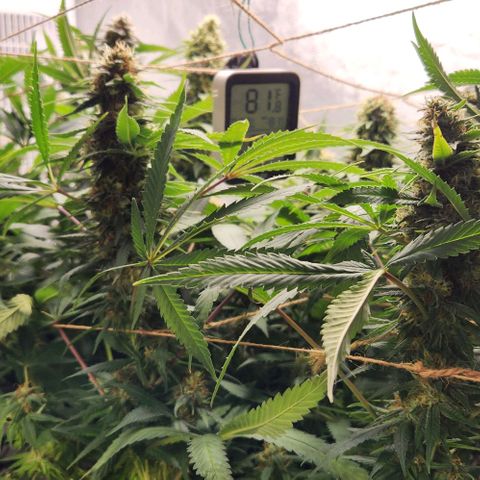 Purple Buddha #2 growlog timeline photo