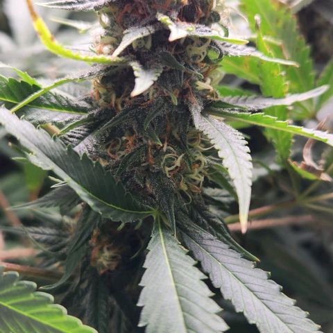 Purple Buddha #2 growlog timeline photo