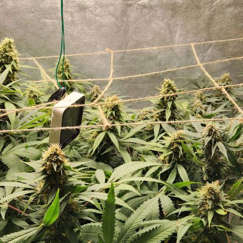 Purple Buddha #2 growlog timeline photo