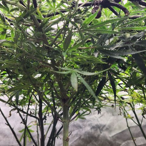 BLUE DREAM growlog timeline photo