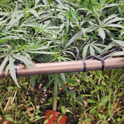 BLUE DREAM growlog timeline photo