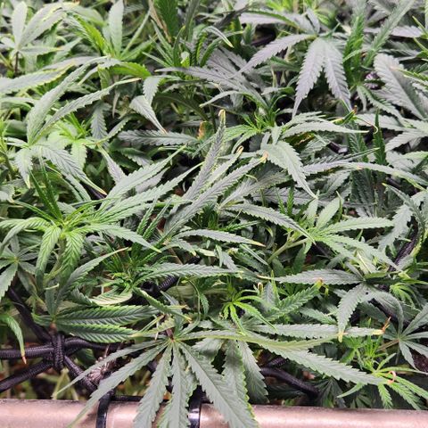 BLUE DREAM growlog timeline photo