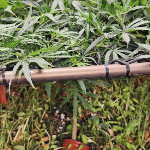 BLUE DREAM growlog timeline photo