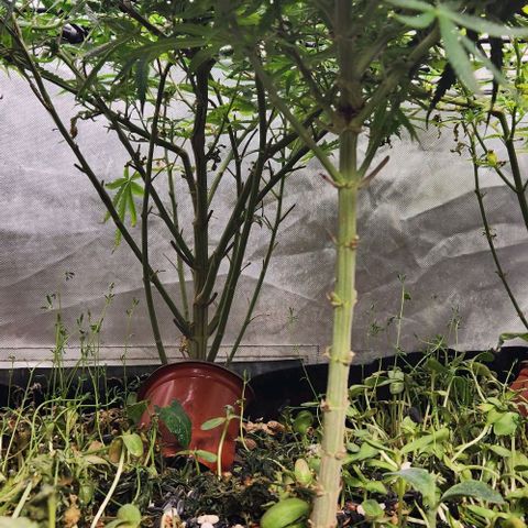 BLUE DREAM growlog timeline photo