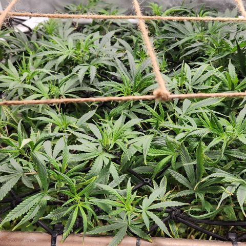 Pineapple Express growlog timeline photo