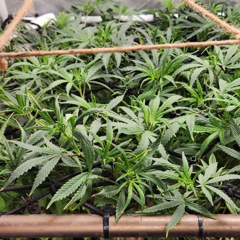 Pineapple Express growlog timeline photo