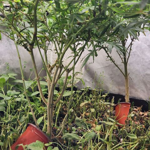Pineapple Express growlog timeline photo