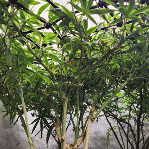 Pineapple Express growlog timeline photo