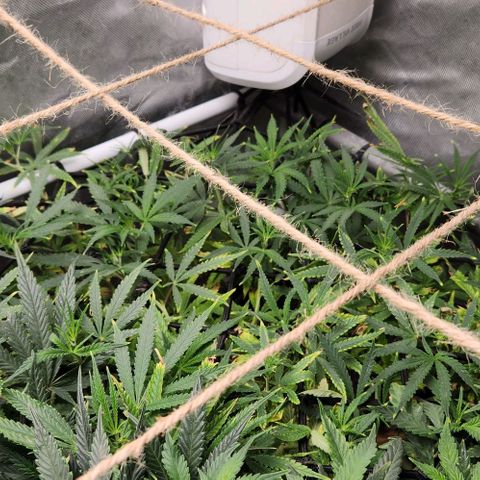 Platinum Girl Scout Cookies growlog timeline photo