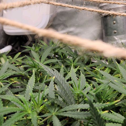 Platinum Girl Scout Cookies growlog timeline photo