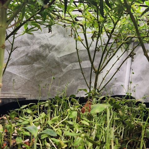 Platinum Girl Scout Cookies growlog timeline photo