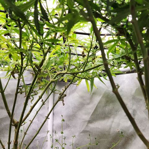 Platinum Girl Scout Cookies growlog timeline photo