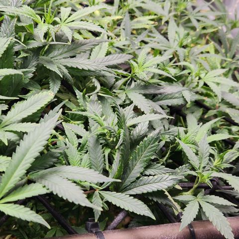 Strawberry Cough growlog timeline photo
