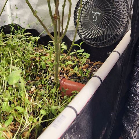 Strawberry Cough growlog timeline photo