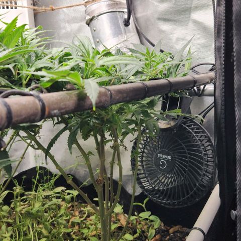 Strawberry Cough growlog timeline photo