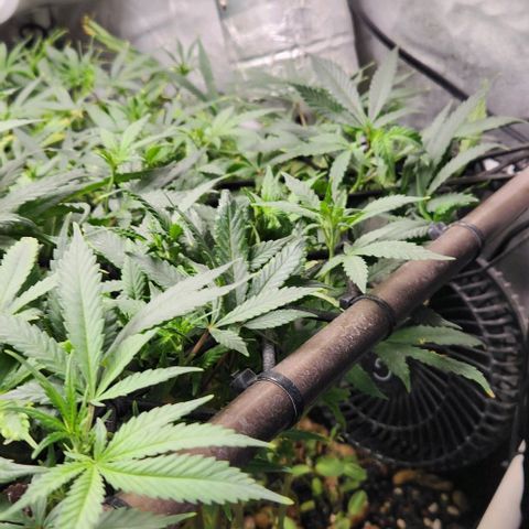 Strawberry Cough growlog timeline photo
