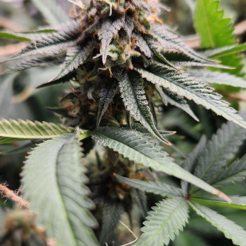 God Bud #1 growlog timeline photo