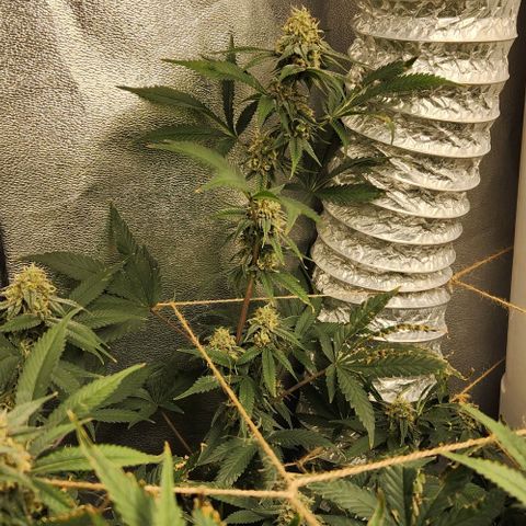 God Bud #1 growlog timeline photo
