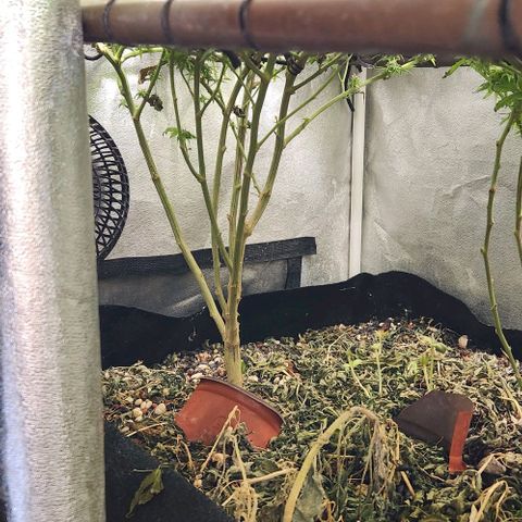 God Bud #1 growlog timeline photo