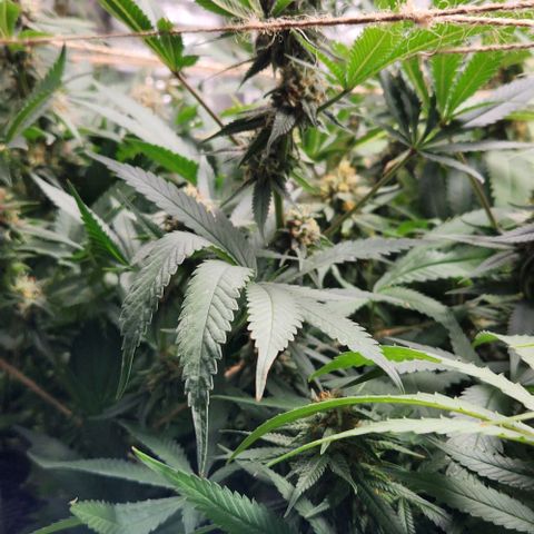 God Bud #1 growlog timeline photo