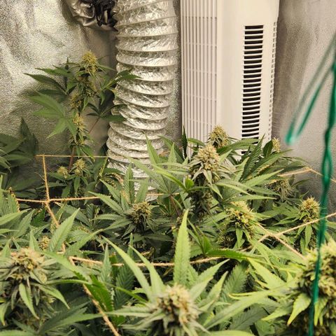 God Bud #1 growlog timeline photo
