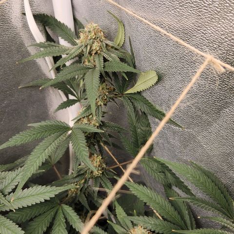 God Bud #2 growlog timeline photo