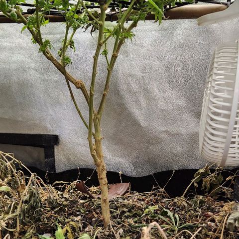 God Bud #2 growlog timeline photo