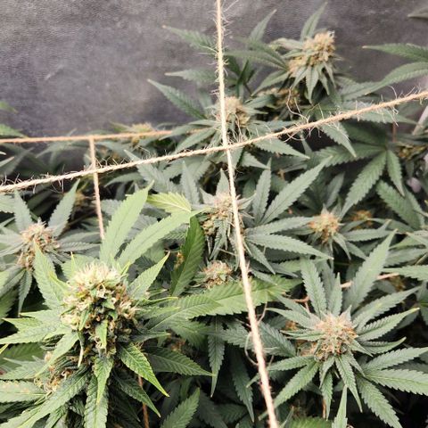 God Bud #2 growlog timeline photo