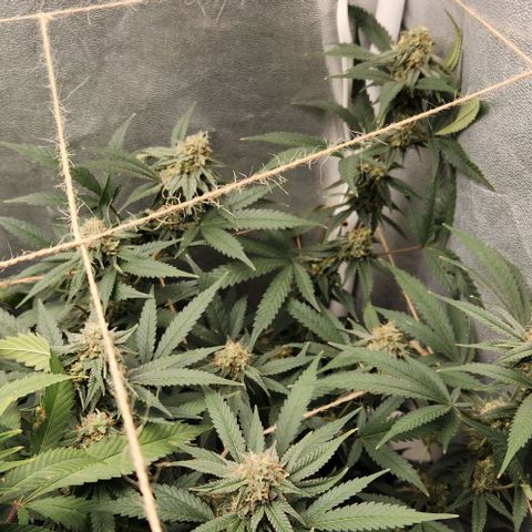 God Bud #2 growlog timeline photo