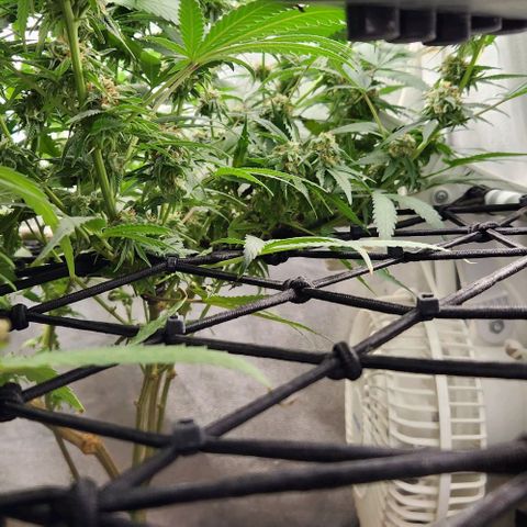 God Bud #2 growlog timeline photo