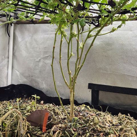 Purple Buddha #1 growlog timeline photo