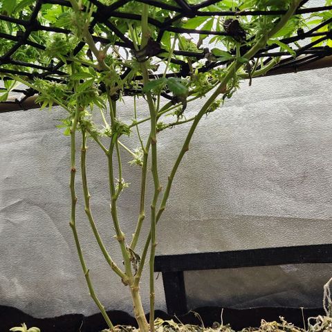 Purple Buddha #1 growlog timeline photo