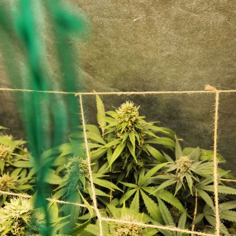 Purple Buddha #1 growlog timeline photo