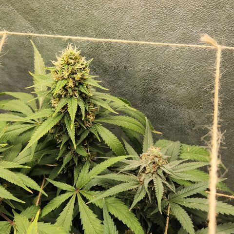 Purple Buddha #1 growlog timeline photo