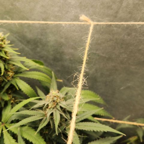 Purple Buddha #1 growlog timeline photo