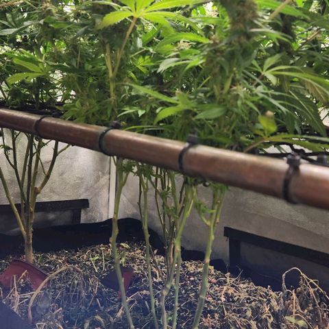 Purple Buddha #2 growlog timeline photo