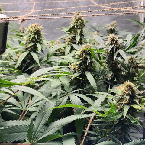 Purple Buddha #2 growlog timeline photo