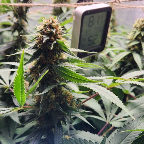 Purple Buddha #2 growlog timeline photo