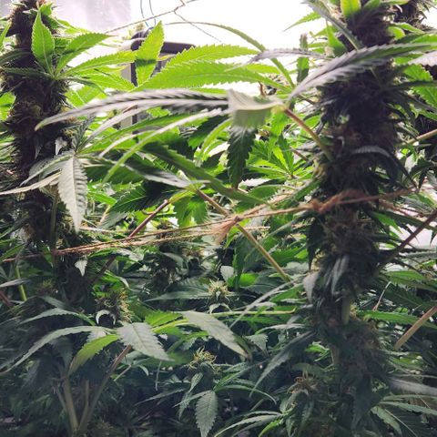 Purple Buddha #2 growlog timeline photo