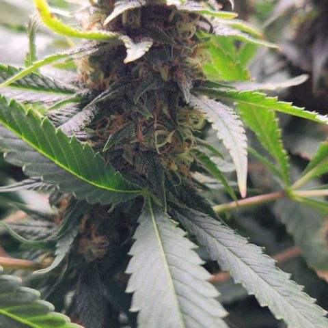 Purple Buddha #2 growlog timeline photo