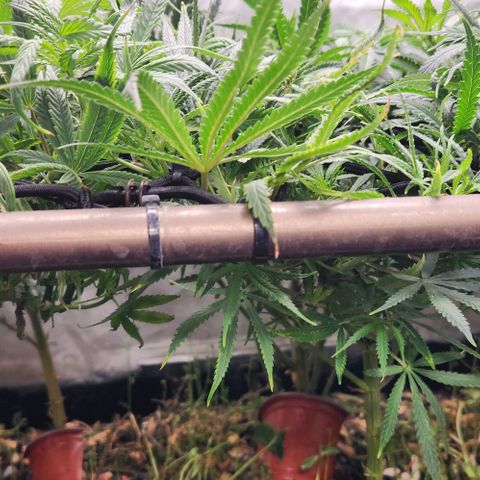 BLUE DREAM growlog timeline photo
