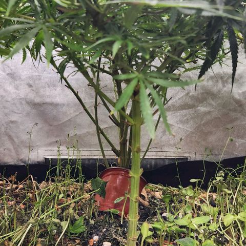 BLUE DREAM growlog timeline photo