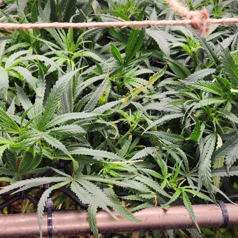BLUE DREAM growlog timeline photo