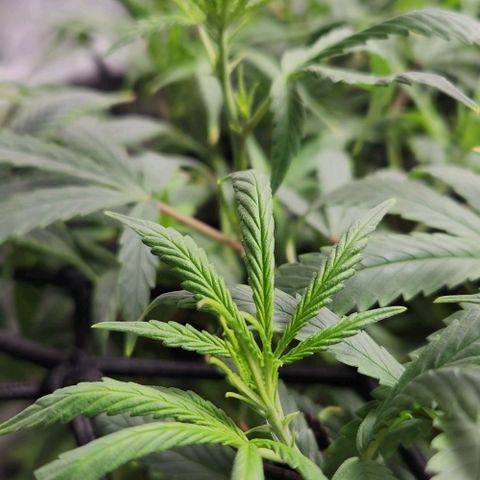 Pineapple Express growlog timeline photo