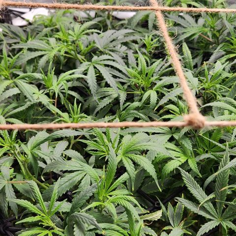 Pineapple Express growlog timeline photo