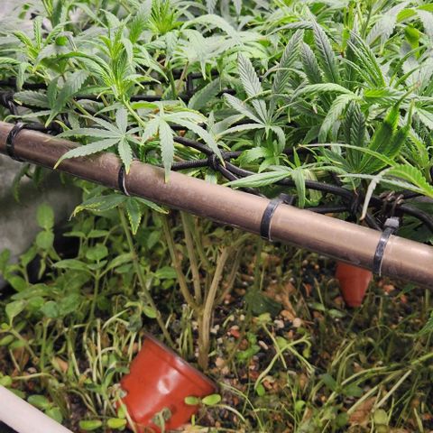 Pineapple Express growlog timeline photo