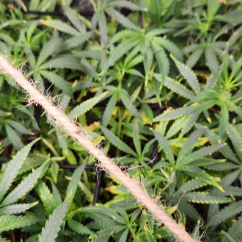 Platinum Girl Scout Cookies growlog timeline photo